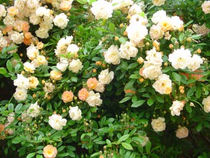 DSC04468